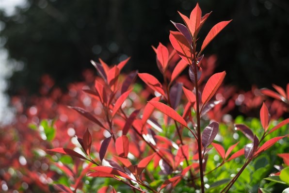 七工匠 7artisans 25mm F1.8 25M43B ブラック [マイクロフォーサーズ用