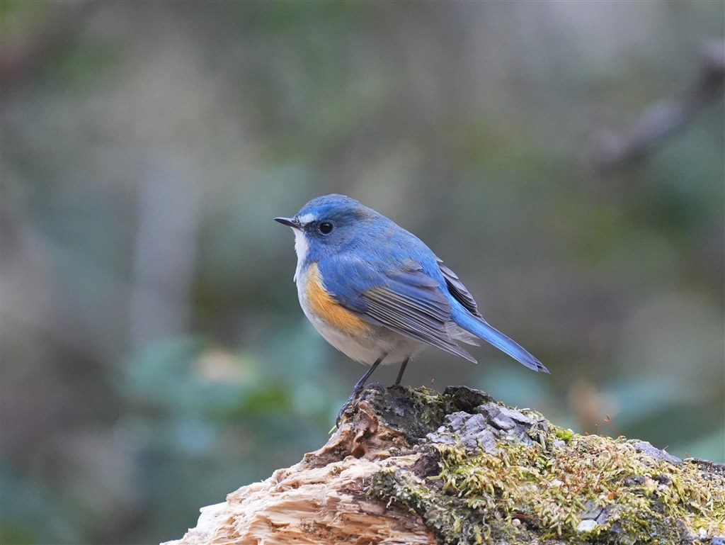 【プロ厳選】今まで撮れなかった写真が撮れるSEL200600G プロ厳選】今まで撮れなかった写真が撮れるSEL200600G SONY FE 200