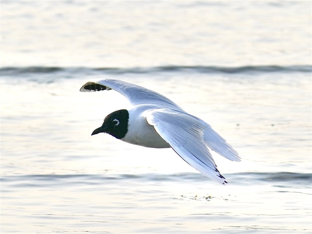 【プロ厳選】今まで撮れなかった写真が撮れるSEL200600G プロ厳選】今まで撮れなかった写真が撮れるSEL200600G - メルカリ