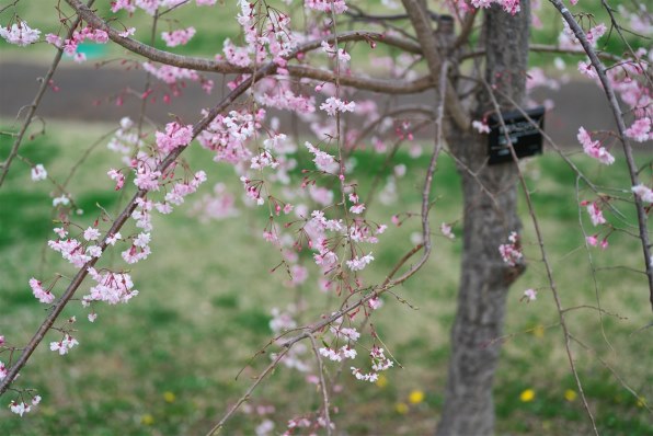 SONY FE 50mm F1.2 GM SEL50F12GM投稿画像・動画 - 価格.com SONY FE 50mm F1.2 GM SEL50F12GM投稿画像・動画 - 価格.com