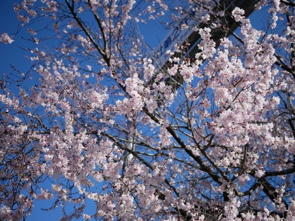 パナソニック LUMIX DC-GF10W-D ダブルレンズキット [オレンジ パナソニック LUMIX DC-GF10W-D ダブルレンズキット [オレンジ