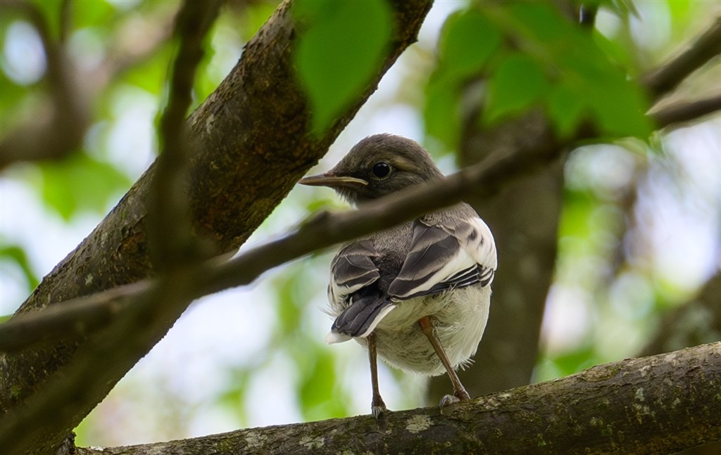 高倍率の域を超えた驚きの解像！野鳥撮影でも通用する400mm！』 ニコン