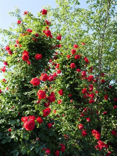 美品 LEICA DG SUMMILUX 15mm F1.7 ASPH シルバー LEICA DG SUMMILUX 15mm/F1.7 ASPH. H-X015-S [シルバー] 中古価格比較