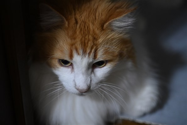 [美品/作例] Nikon AF Micro Nikkor 60mm f2.8D Nikon】AF-S Micro NIKKOR 60mm F2.8 G EDで撮影された「映える