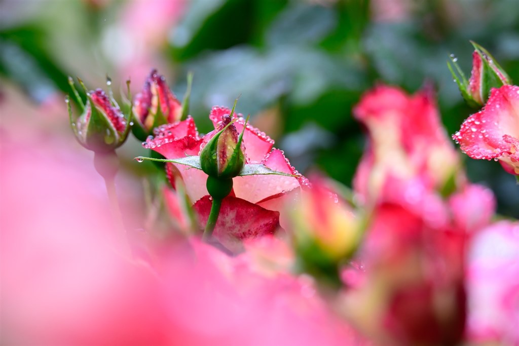 美品】NIKKOR Z 24-200mm f/4-6.3 VR☆運動会にぜひ☆ 高