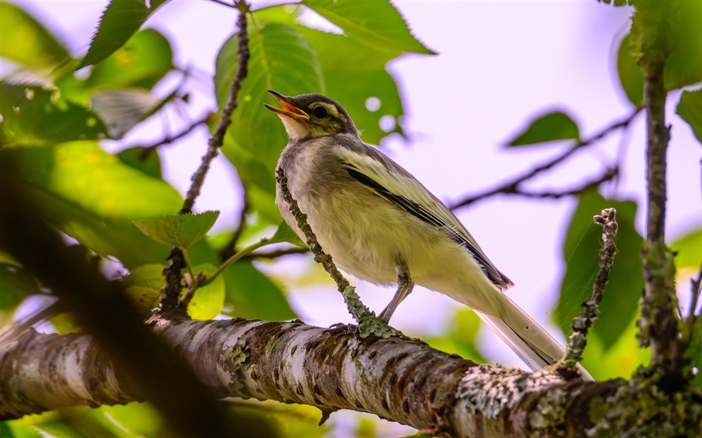高倍率の域を超えた驚きの解像！野鳥撮影でも通用する400mm！』 ニコン