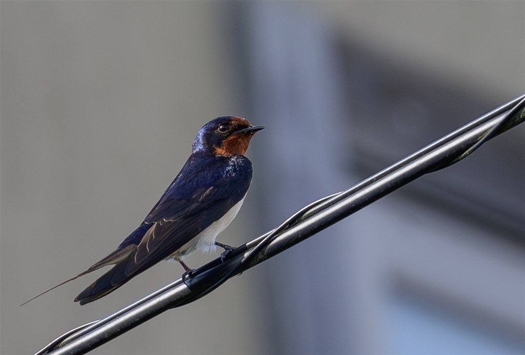 鳥 高倍率の域を超えた驚きの解像！野鳥撮影でも通用する400mm！』 ニコン