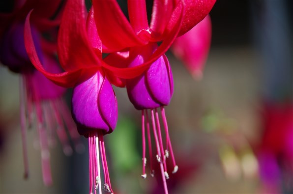 37.5℃の涙 13 37.5℃の涙 (13) (フラワーコミックス) - | 9784098701513