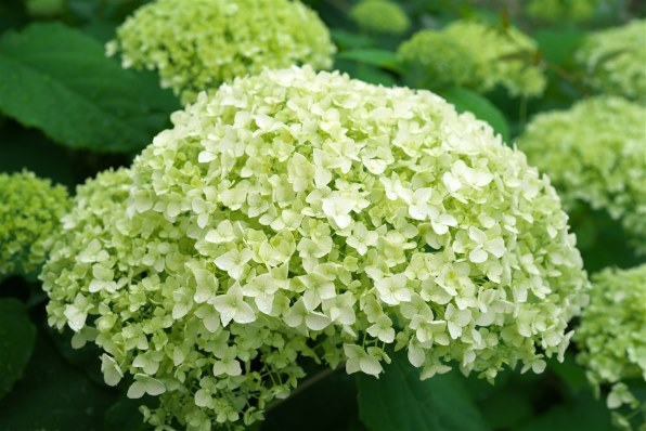 SONY FE 50mm F2.8 Macro SEL50M28投稿画像・動画 - 価格.com SONY FE 50mm F2.8 Macro SEL50M28投稿画像・動画 - 価格.com