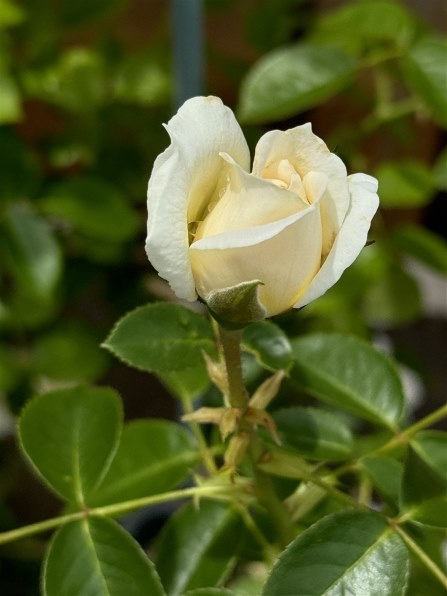 Apple iPhone 15 Pro 128GB SoftBank [ナチュラルチタニウム] 価格比較