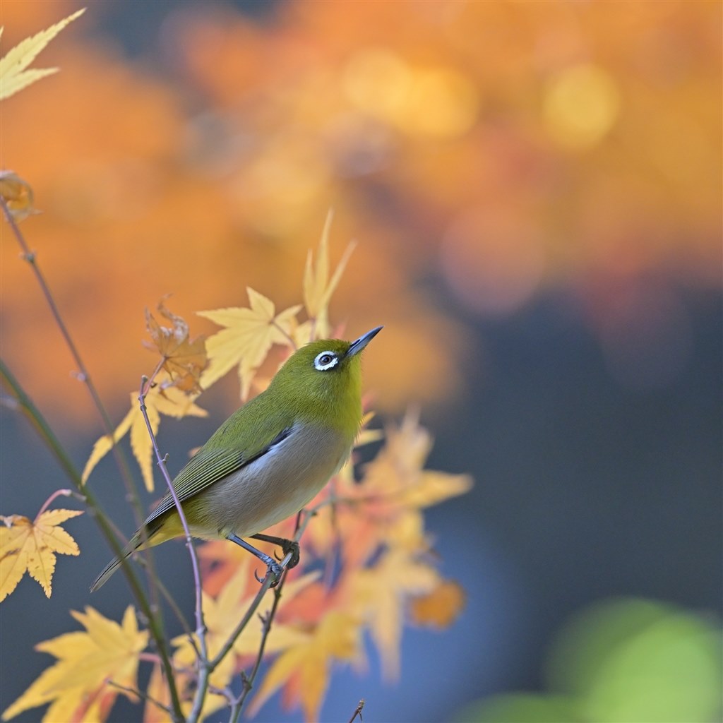 入手困難！ニコンの解像番長！』 ニコン AF-S NIKKOR 500mm f/4E FL ED