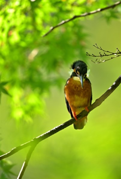 ニコン AF-S NIKKOR 500mm f/4E FL ED VR投稿画像・動画 - 価格.com