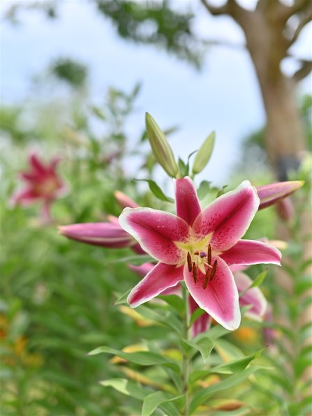 シグマ 50mm F1.4 EX DG HSM (キヤノン用)投稿画像・動画 - 価格.com シグマ 50mm F1.4 EX DG HSM (キヤノン用)投稿画像・動画 - 価格.com