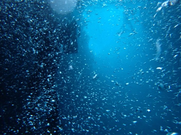 ♥️動作品♥️オリンパス 550wp 青☆美品☆水中撮影 Amazon | OLYMPUS