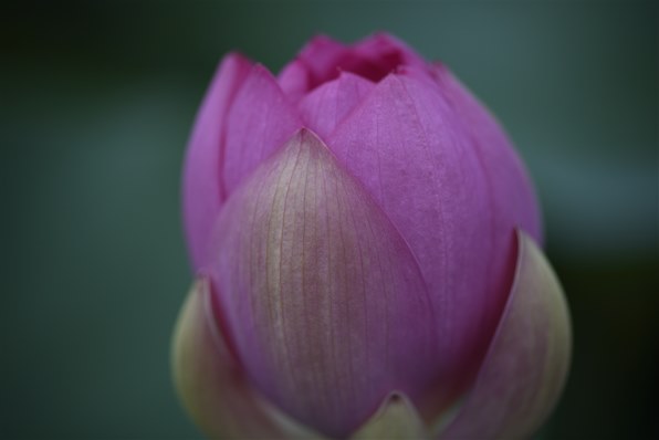 Makro-Planar 100mm f2 ZF カールツァイス Zeiss Amazon | Carl Zeiss MAKRO-PLANAR T*2/100mm ブラック ZF.2 (ニコン