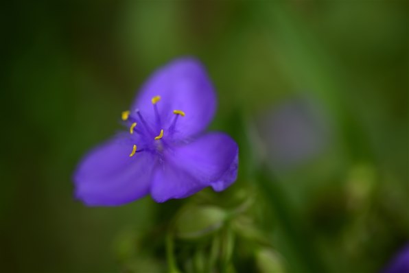 カールツァイス Makro Planar T* 2/50 ZF.2 レビュー評価・評判 - 価格.com