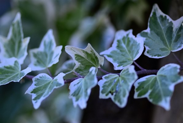 カール・ツァイス　Makro Planar T* 2/50 ZF.2 カール・ツァイス Makro Planar T* 2/50 ZF.2 銘玉「Carl Zeiss Makro