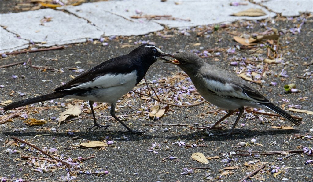 貴重なチルト液晶！操る楽しみはあるが、野鳥撮影には向かない