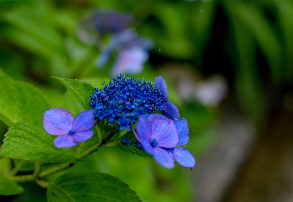 貴重なチルト液晶！操る楽しみはあるが、野鳥撮影には向かない