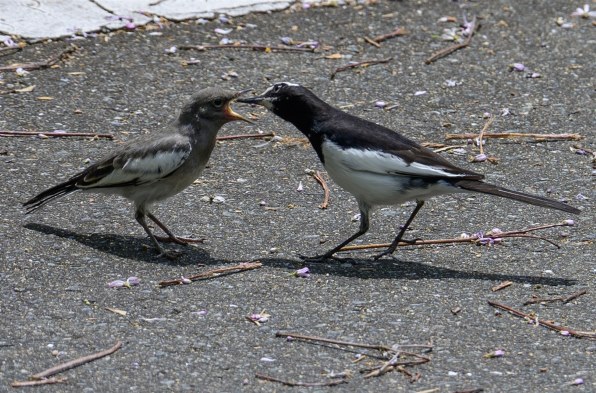 ニコン Z 7II ボディ投稿画像・動画 - 価格.com