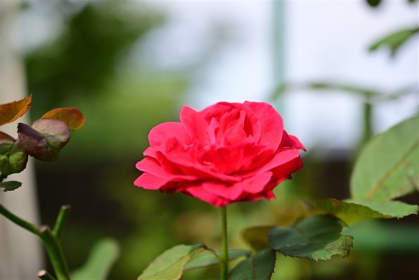 ニコン D5300 18-55 VR IIレンズキット [レッド]で撮影された写真