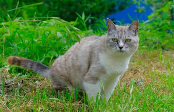 CANON EF28-105mm F3.5-4.5 USM 価格比較 - 価格.com