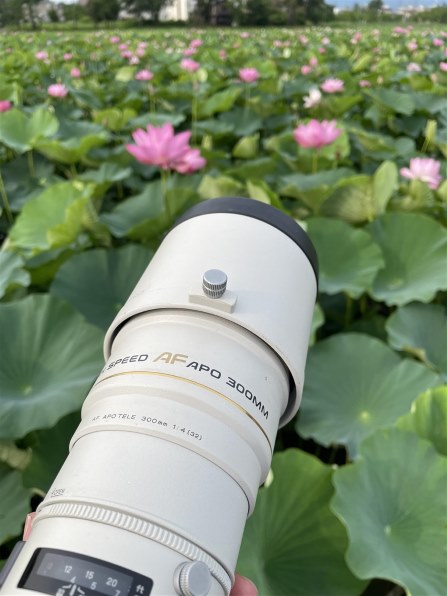 MINOLTA ハイスピードAF APO TELE 300mm F4 MINOLTA ハイスピードAF APO TELE 300mm F4 まさにロマン