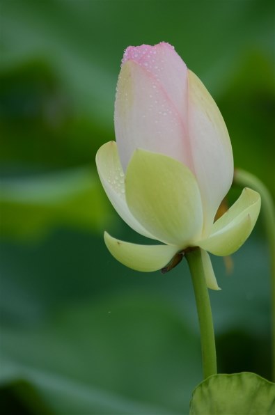 【美品✨】Nikon D7000 ボディ デジタル一眼レフ 作例あり 2025年最新】ニコン D7000 ボディの新品/中古フリマ(通販) | みんなの