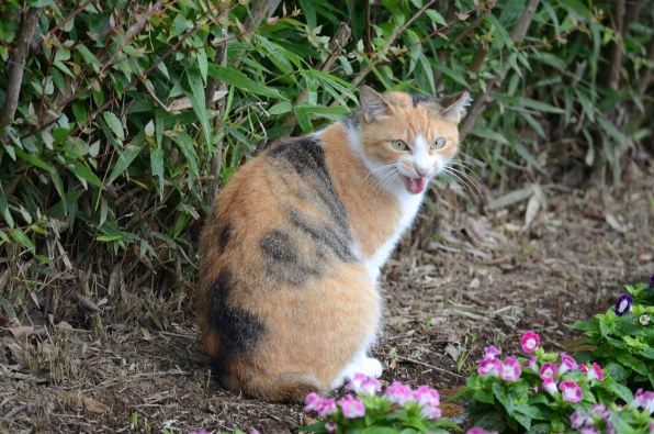 【美品✨】Nikon D7000 ボディ デジタル一眼レフ 作例あり ニコン D7000 ボディ投稿画像・動画 - 価格.com