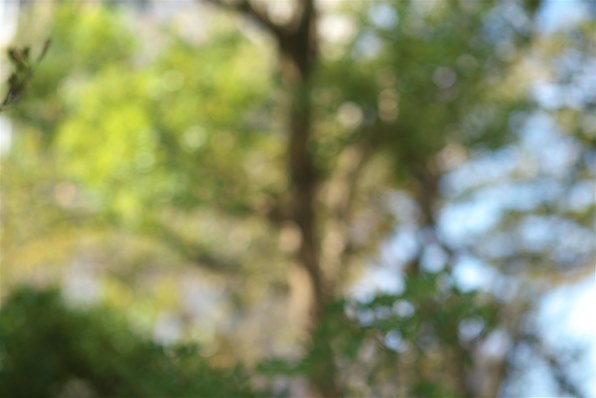 SONY FE 85mm F1.8 SEL85F18投稿画像・動画 - 価格.com SONY FE 85mm F1.8 SEL85F18投稿画像・動画 - 価格.com