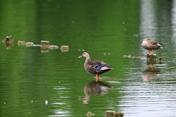 8点※お写真2枚 荻窪カメラのさくらや / ニコンNIKKOR Z 400mmf/2.8 TC VR S【下