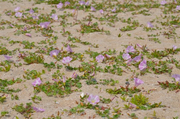 ニコン D5100 ボディ 価格比較 - 価格.com