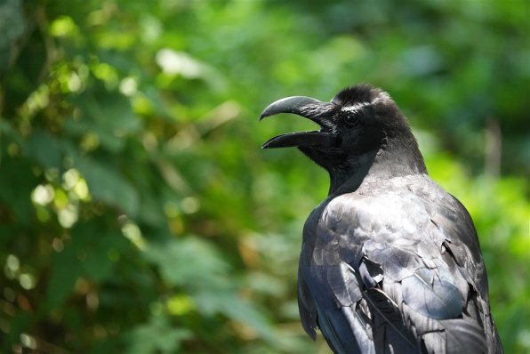 SONY FE 200-600mm F5.6-6.3 G OSS SEL200600G レビュー評価