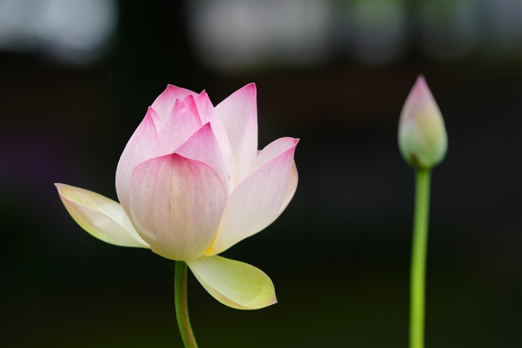 フィールドの王者～神マクロが現代に蘇る～』 TAMRON SP AF 180mm F/3.5 Di LD [IF] MACRO 1:1 (Model  B01) (ソニー用) 最近はA03さんのレビュー評価・評判 - 価格.com