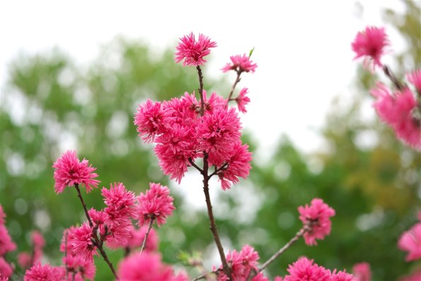 コシナ フォクトレンダー MACRO APO-LANTHAR 65mm F2 Aspherical