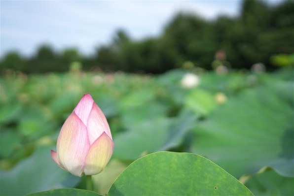 SONY FE 24mm F1.4 GM SEL24F14GMで撮影された写真 - 価格.com