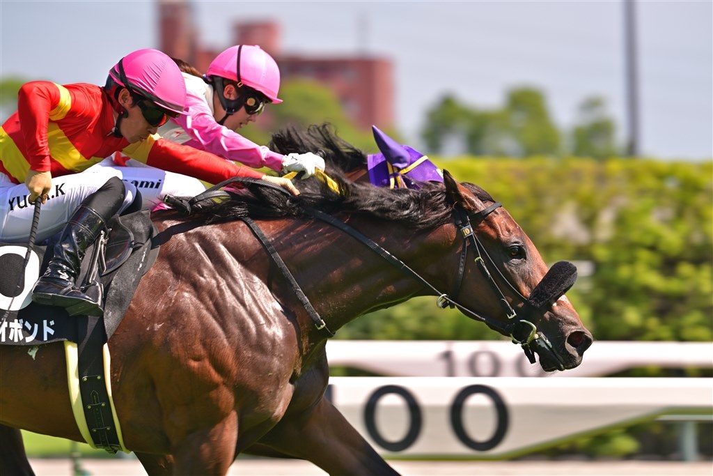 競馬目的で買い替えで満足』 ニコン Z6III ボディ マンボウ次郎 競馬目的で買い替えで満足』 ニコン Z6III ボディ マンボウ次郎