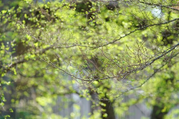 CANON EF300mm F4L IS USM投稿画像・動画 - 価格.com