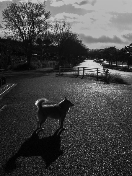 リコー GR DIGITAL IV ホワイトエディション投稿画像・動画 - 価格.com