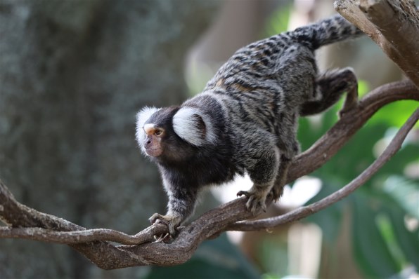 最終値下 極美品 EF300mm F4L IS USM 迷彩スパッタ2種付き 販売終了】EF300mm F4L IS USM:交換レンズ 通販｜キヤノンオンライン