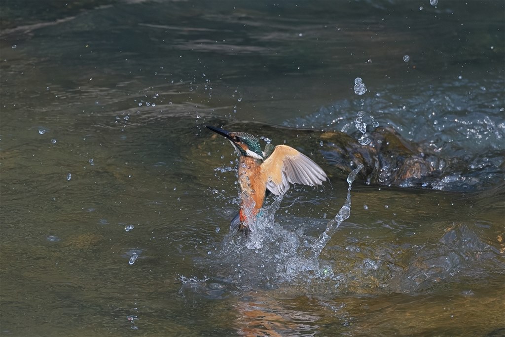 正常進化だが、飛翔する野鳥の撮影はAFのカスタマイズが必要』 CANON