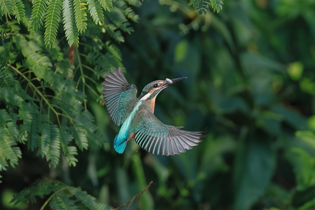 正常進化だが、飛翔する野鳥の撮影はAFのカスタマイズが必要』 CANON