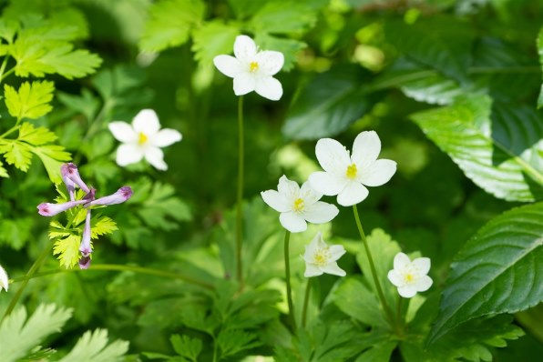 SONY FE 28-70mm F3.5-5.6 OSS SEL2870投稿画像・動画 (レビュー