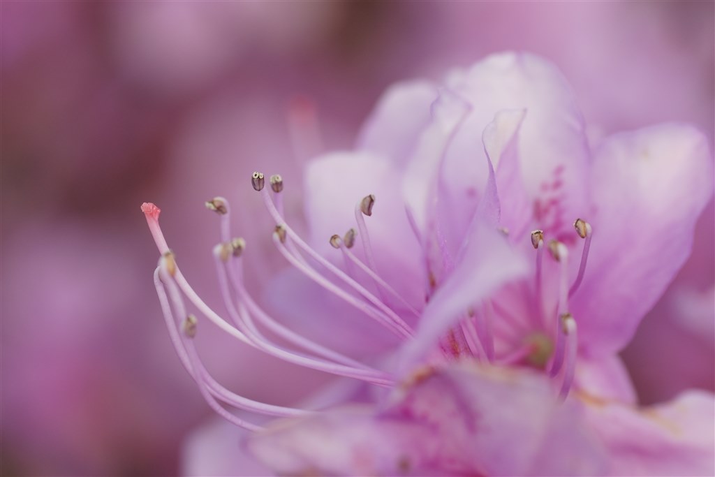 Minolta AF MACRO 100mm F2.8 と気分で使い分ける銘玉』 TAMRON SP