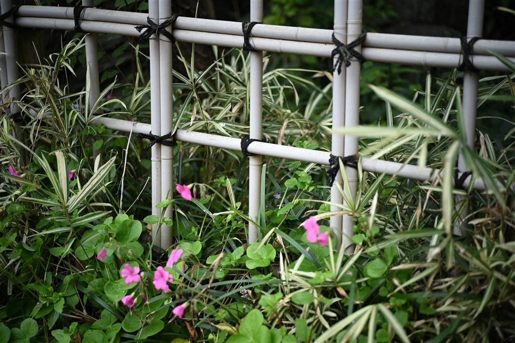 軽量コンパクトな50mmレンズ』 コシナ フォクトレンダー COLOR