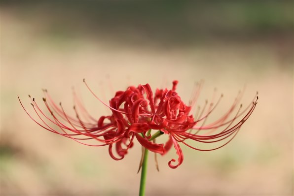 RF100mm F2.8 L MACRO IS USM 保証無し プロテクター付 CANON RF100mm