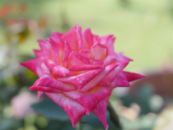 コシナ フォクトレンダー NOKTON 25mm F0.95 Type II投稿画像・動画