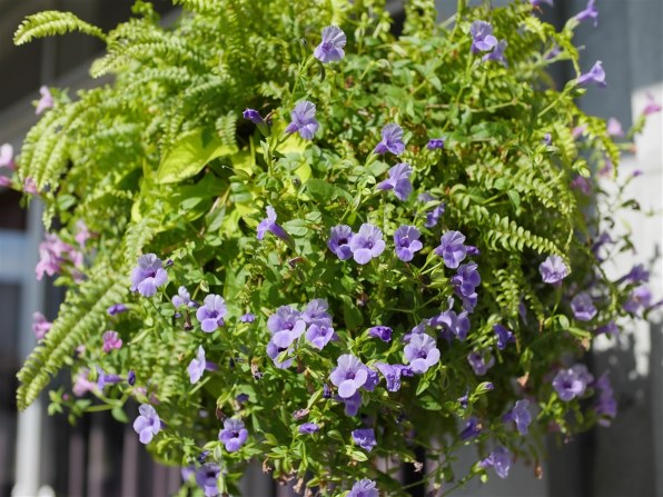 コシナ フォクトレンダー NOKTON 25mm F0.95 Type II投稿画像・動画