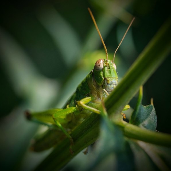パナソニック LUMIX G MACRO 30mm/F2.8 ASPH./MEGA O.I.S. H