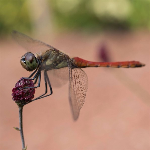 パナソニック LUMIX G MACRO 30mm/F2.8 ASPH./MEGA O.I.S. H-HS030